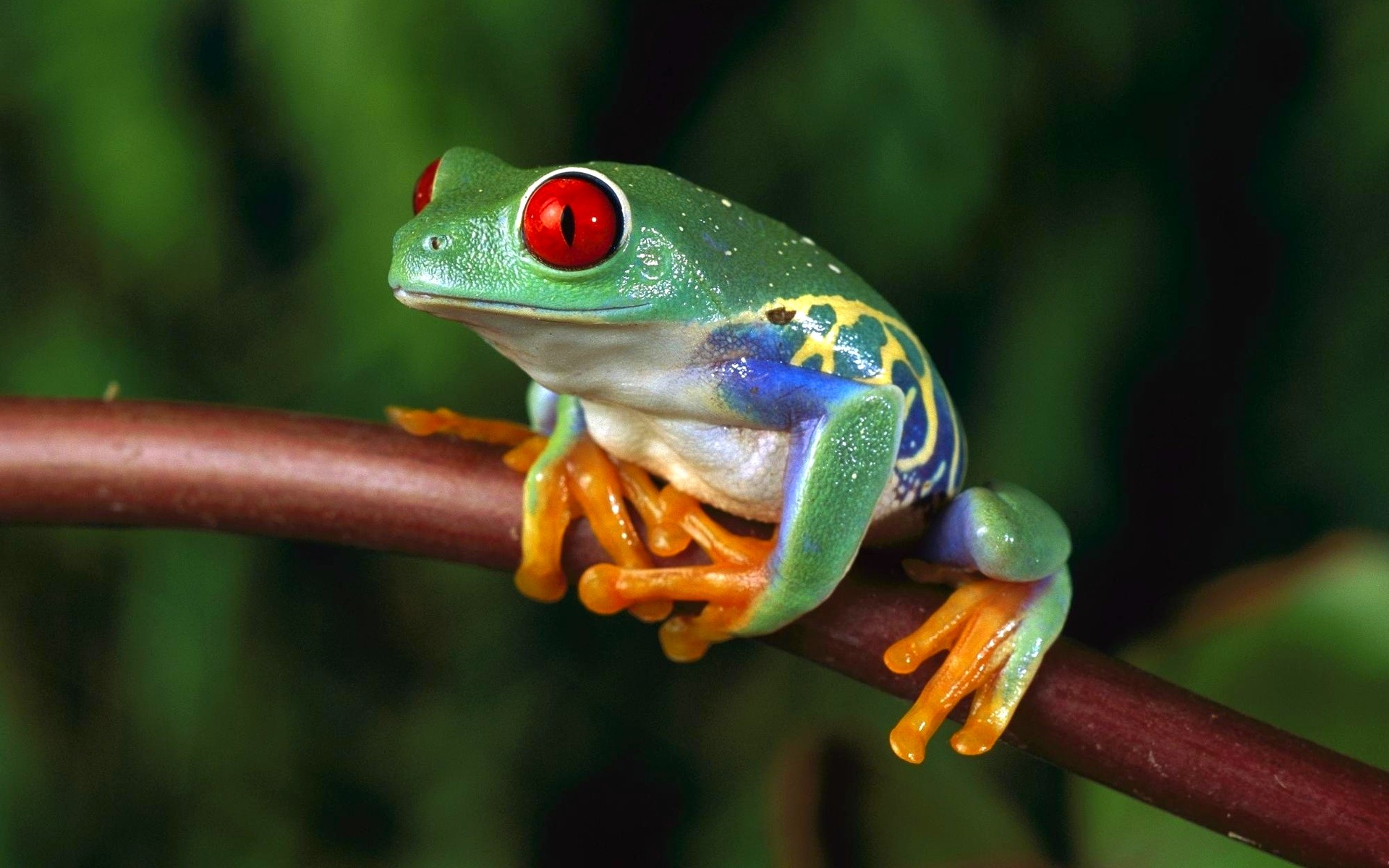 TropicZone Specialty Diets for Amphibians