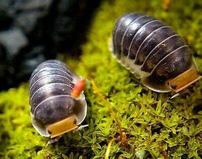 Isopod Diet Page