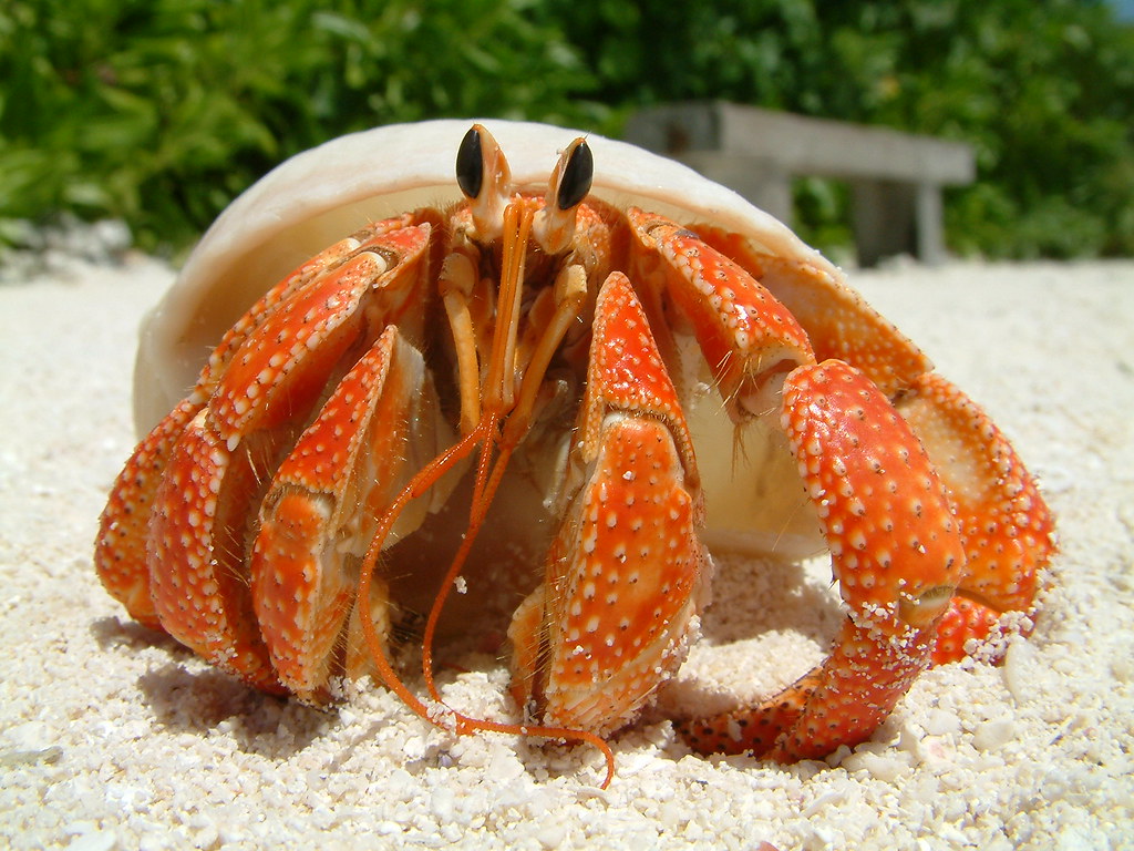 TropicZone Hermit Crab Diet