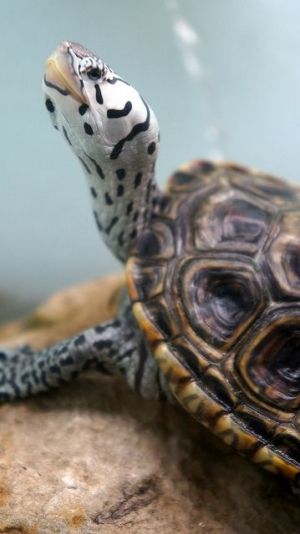 crop turtle2