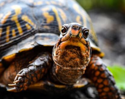 Box Turtle turtle landing page