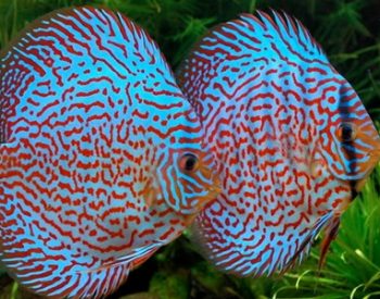 discus fish