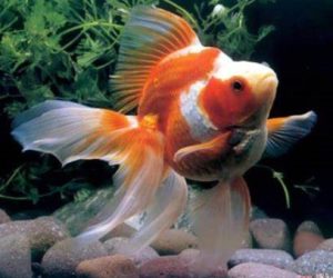large goldfish