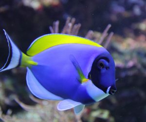 purple tang